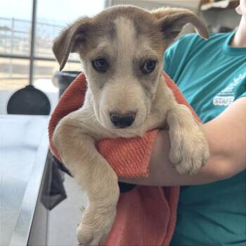 Mixed Breed Dogs Available for Adoption - Rez | PetCurious