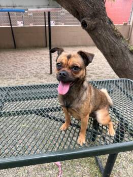 Peppa Pug -  Pug and Chihuahua Dog for Adoption in Laguna Beach, California - Peppa Pug | PetCurious