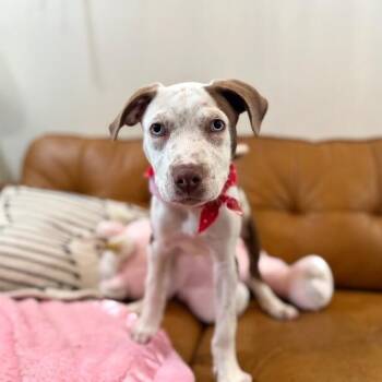 Ernesto Tigre -  Pit Bull Terrier and Labrador Retriever Dog for Adoption in Friendswood, Texas - Ernesto Tigre | PetCurious