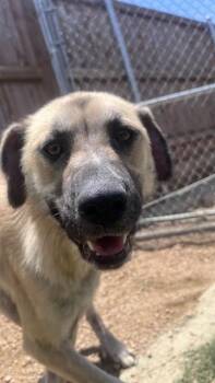 Farah A212930 -  Anatolian Shepherd Dog for Adoption in Plano, Texas - Farah A212930 | PetCurious