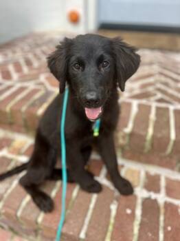 Rescue Labrador Retriever Dogs for Adoption in Broomfield, Colorado - Wiesblatt / Elvis / Jack | PetCurious