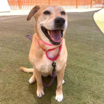 Pancakes -  Yellow Labrador Retriever and Pit Bull Terrier Dog for Adoption in Las Vegas, Nevada - Pancakes | PetCurious