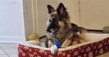 Sira - Sweet and Sassy -  German Shepherd Dog Dog for Adoption in Houston, Texas - Sira - Sweet And Sassy | PetCurious