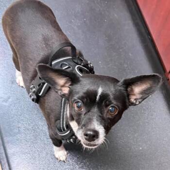 Misty -  Chihuahua and Mixed Breed Dog for Adoption in Fort Lauderdale, Florida - Misty | PetCurious