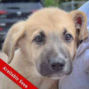 Beyer -  Anatolian Shepherd and German Shepherd Dog Dog for Adoption in Huntley, Illinois - Beyer | PetCurious