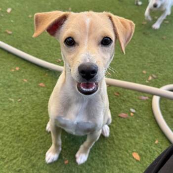 Bentley 6279 -  Mixed Breed Dog for Adoption in Loxahatchee Groves, Florida - Bentley 6279 | PetCurious