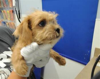 CRYSTAL -  Shih Tzu and Mixed Breed Dog for Adoption in Albuquerque, New Mexico - CRYSTAL | PetCurious