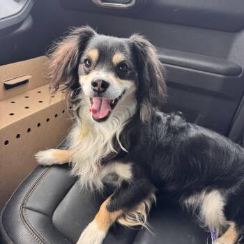 Mixed Breed Dogs Available for Adoption in Las Vegas, Nevada - Jeffrey | PetCurious