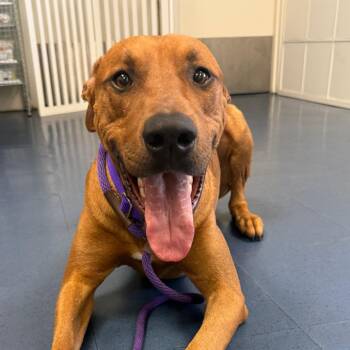 Chaparrito -  Mixed Breed Dog for Adoption in Los Angeles, California - Chaparrito | PetCurious