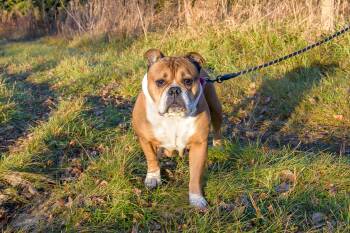 Rescue English Bulldog Dogs for Adoption in Blair, Nebraska - Petunia | PetCurious