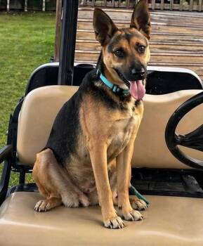 German Shepherd Dog Dogs Available for Adoption in Houston, Texas - Hope | PetCurious