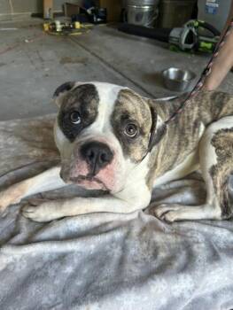 BRUCE -  American Bulldog and Mixed Breed Dog for Adoption in Newton, North Carolina - BRUCE | PetCurious