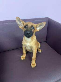 Live Wire in NH. Come Meet our Adoptable Dogs Wednesday-Saturday -  Shepherd Dog for Adoption in Manchester, New Hampshire - Live Wire In NH. Come Meet Our Adoptable Dogs Wednesday-Saturday | PetCurious