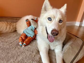 JILLY -  Husky Dog for Adoption in New York, New York - JILLY | PetCurious