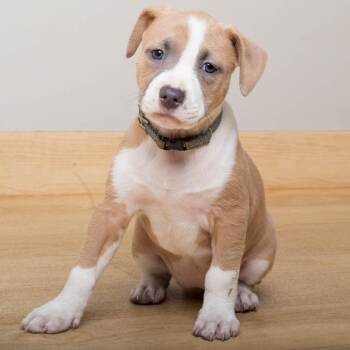 Boost D69887 -  Pit Bull Terrier Dog for Adoption in Minnetonka, Minnesota - Boost D69887 | PetCurious