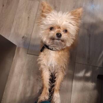 Cassian -  Pomeranian and Shih Tzu Dog for Adoption in East St. Louis, Illinois - Cassian | PetCurious