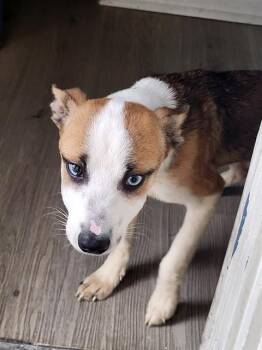 Terrier Dogs Available for Adoption in San Antonio, Texas - LITTLE TJ | PetCurious