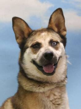 Rescue Husky and Shepherd Dogs for Adoption in Casa Grande, Arizona - Chase | PetCurious
