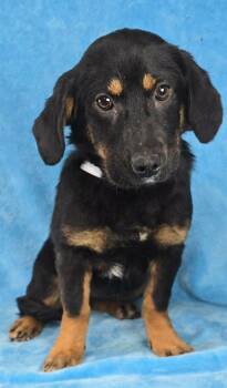 Spaniel and Beagle Dogs Available for Adoption - Nutmeg | PetCurious