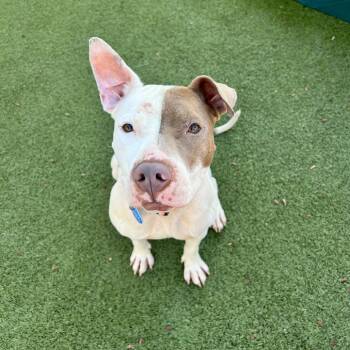 Lisa -  American Staffordshire Terrier Dog for Adoption in Apache Junction, Arizona - Lisa | PetCurious