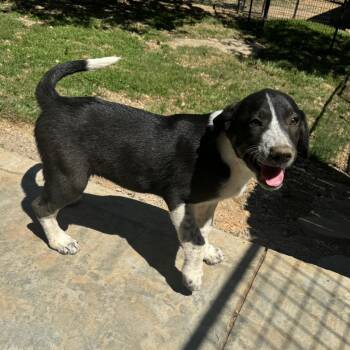 Rescue Hound Dogs for Adoption in Pineville, Missouri - Raider | PetCurious
