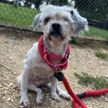 Shirley Temple -  Mixed Breed Dog for Adoption in Philadelphia, Pennsylvania - Shirley Temple | PetCurious