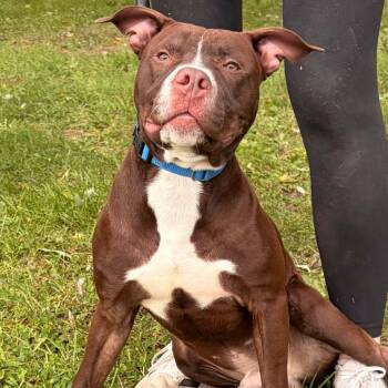 Buster -  Chocolate Labrador Retriever and American Bully Dog for Adoption in Waterloo, Iowa - Buster | PetCurious