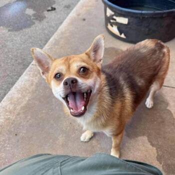 Griffin -  Chihuahua Dog for Adoption in Norman, Oklahoma - Griffin | PetCurious