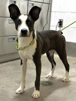 APRIL -  Pit Bull Terrier Dog for Adoption - APRIL | PetCurious