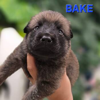 Pre-adoption - Bake is available -  Siberian Husky and Shepherd Dog for Adoption in Los Angeles, California - Pre-adoption - Bake Is Available | PetCurious
