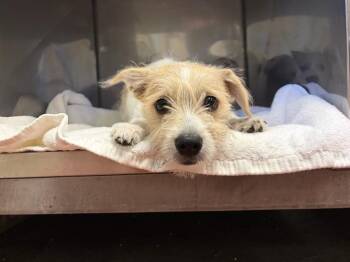 ARTHUR* -  Terrier and Siberian Husky Dog for Adoption in Santa Cruz, California - ARTHUR* | PetCurious