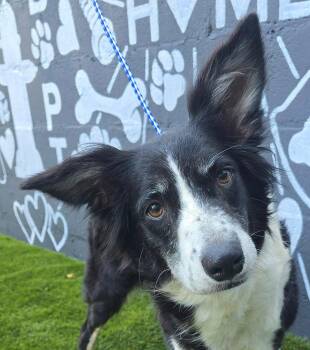 Trillium - FOSTER NEEDED -  Border Collie and Australian Shepherd Dog for Adoption in New York, New York - Trillium - FOSTER NEEDED | PetCurious