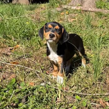 Jewels Pup: Sapphire -  Chihuahua and Beagle Dog for Adoption in Falls Church, Virginia - Jewels Pup: Sapphire | PetCurious