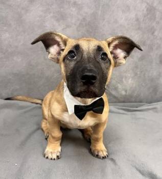 Hendrix -  German Shepherd Dog Dog for Adoption in Portland, Maine - Hendrix | PetCurious