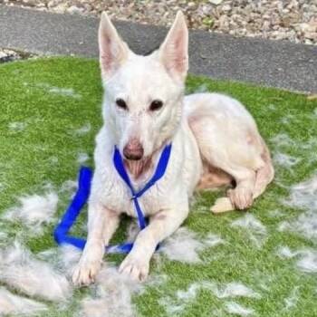 Shepherd Dogs Available for Adoption - Heidi | PetCurious