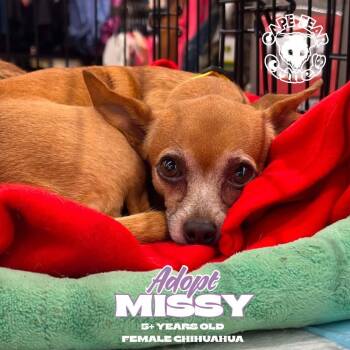 Missy -  Chihuahua Dog Available for Adoption in Wilmington, North Carolina - Missy | PetCurious