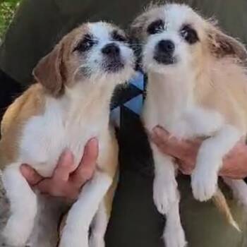 Charlie -  Terrier Dog for Adoption in West Islip, New York - Charlie | PetCurious