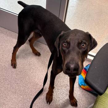 Doberman Pinscher Dogs Available for Adoption in Englewood, Florida - Diesel | PetCurious