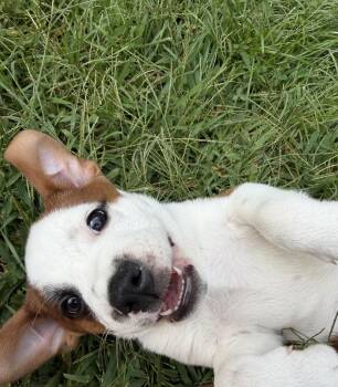 Detour -  Mixed Breed Dog for Adoption - Detour | PetCurious