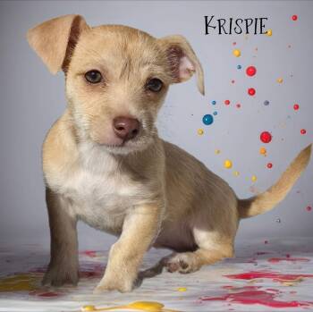 Maltese and Poodle Dogs Available for Adoption - Krispie | PetCurious