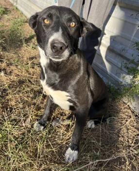 Labrador Retriever Dogs Available for Adoption - Maximillian | PetCurious