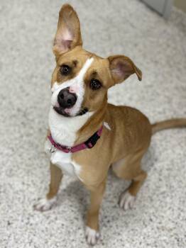 Buttons -  Terrier Dog for Adoption in Youngstown, Ohio - Buttons | PetCurious