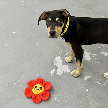 Debbie -  Mixed Breed Dog for Adoption in Groveland, Massachusetts - Debbie | PetCurious