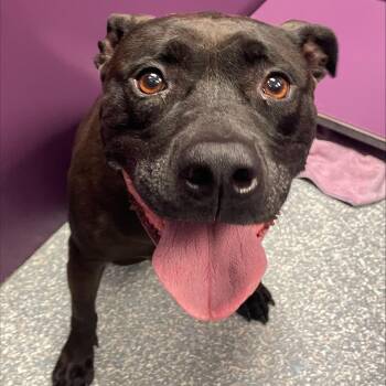 Pit Bull Terrier and Black Labrador Retriever Dogs Available for Adoption - Remi | PetCurious