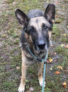 Rescue Dutch Shepherd Dogs for Adoption in Charlottesville, Virginia - Farkas Adult Dutch Shepherd Needs Foster If Not Adoption!  Lovel | PetCurious