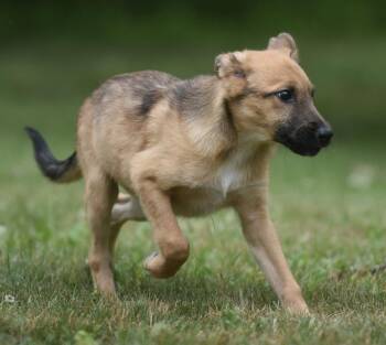 Annabelle -  German Shepherd Dog and Retriever Dog for Adoption in Mechanicsburg, Pennsylvania - Annabelle | PetCurious