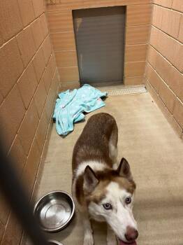 Siberian Husky Dogs Available for Adoption in New Braunfels, Texas - Wally | PetCurious
