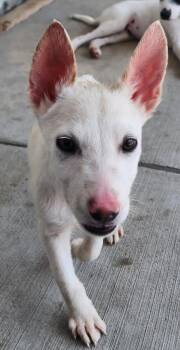 Sapphire Moon Beam -  Australian Cattle Dog Blue Heeler Dog for Adoption in Fort Lupton, Colorado - Sapphire Moon Beam | PetCurious