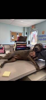 Pit Bull Terrier Dogs Available for Adoption - Baby Face | PetCurious