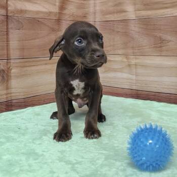 Labrador Retriever and Hound Dogs Available for Adoption in Griswold, Connecticut - Enzo | PetCurious